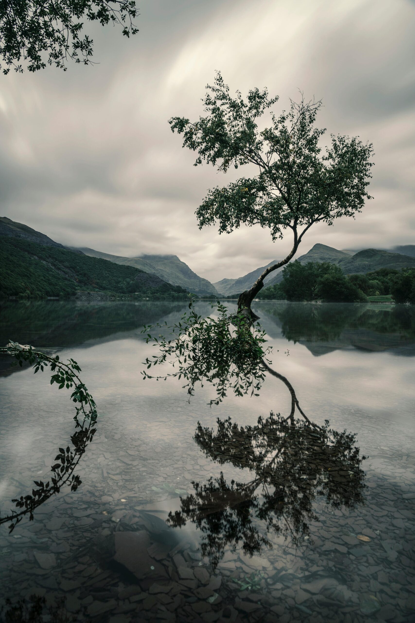 A tranquil scene of a tree reflected in a calm mountain lake under a cloudy sky.